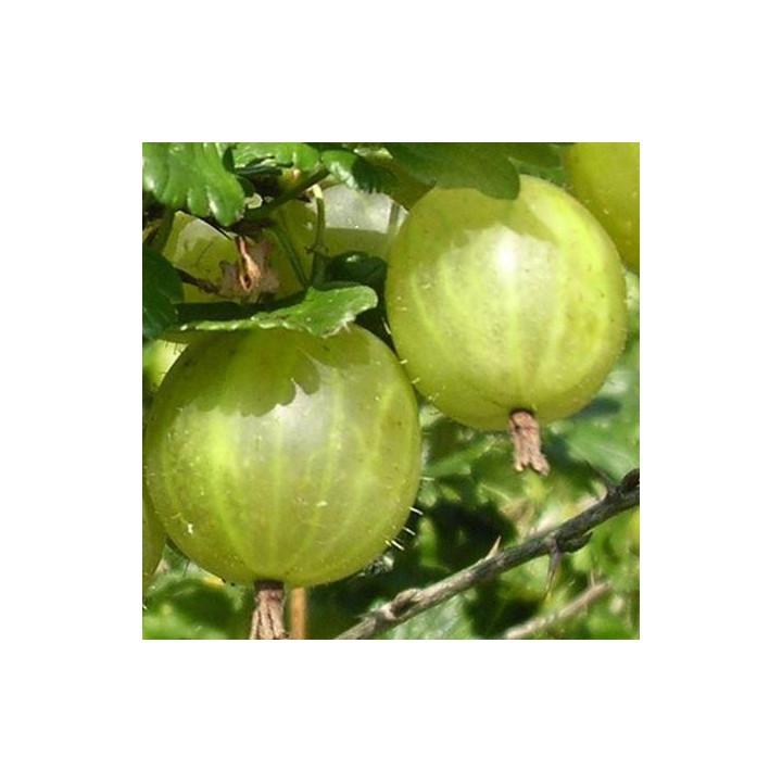 Agrest Pienny Invicta (Ribes)