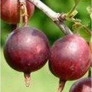 Chryzantema (Dąbek) drobnokwiatowa czerwona