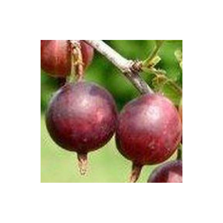 Chryzantema (Dąbek) drobnokwiatowa czerwona