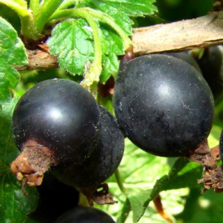 porzeczkoagrest pienny Josta