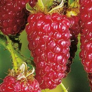 Malinojezyna Tayberry