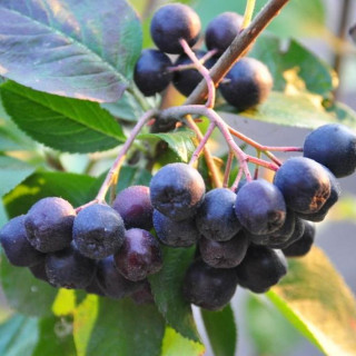 Aronia czarnoowocowa