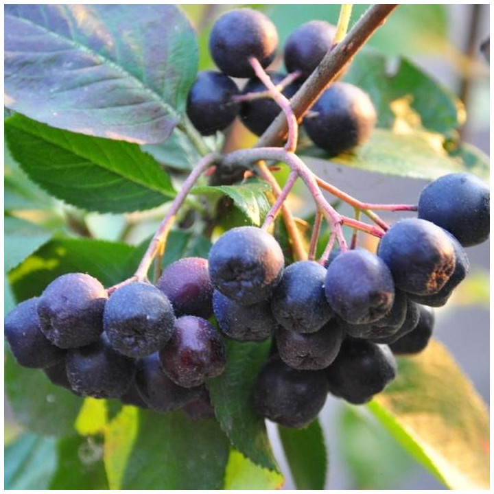 Aronia czarnoowocowa