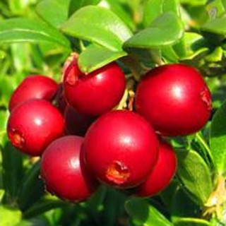 Żurawina wielkoowocowa