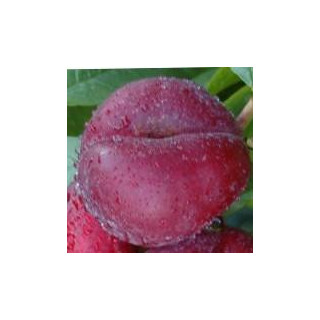 Nektaryna płaskoowocowa Flateryna