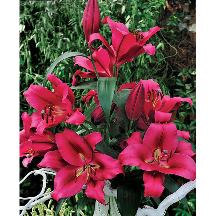 Lilia Drzewiasta  Profundo