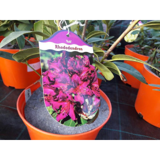 Różanecznik Polarnach