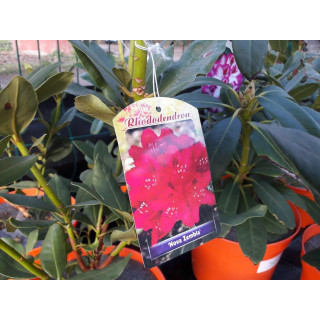 Różanecznik Nowa Zembla