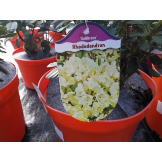 Różanecznik Goldkorne