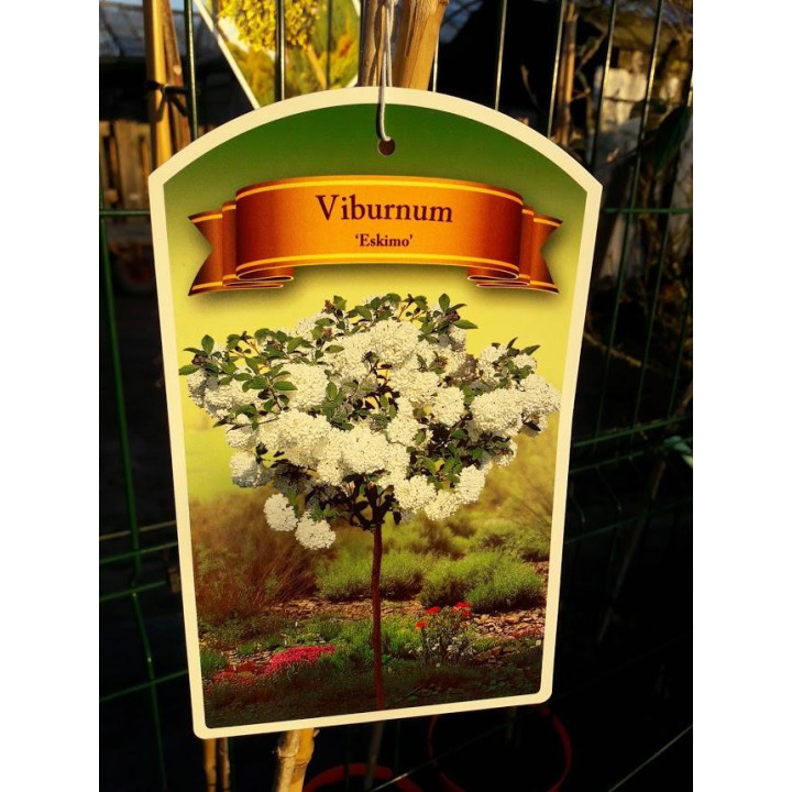 Kalina Eskimo - szczepiona na pniu