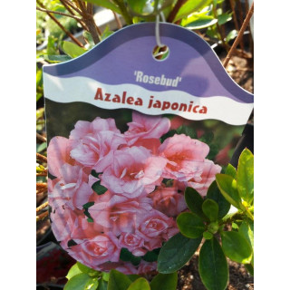 Azalia japońska Rosebud