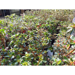 Azalia japońska Rokoko