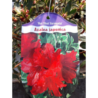 Azalia japońska Hot Shot Variegata