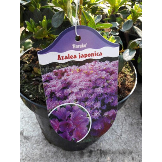 Azalia japońska Haruko