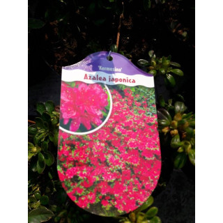 Azalia japońska Kermesina