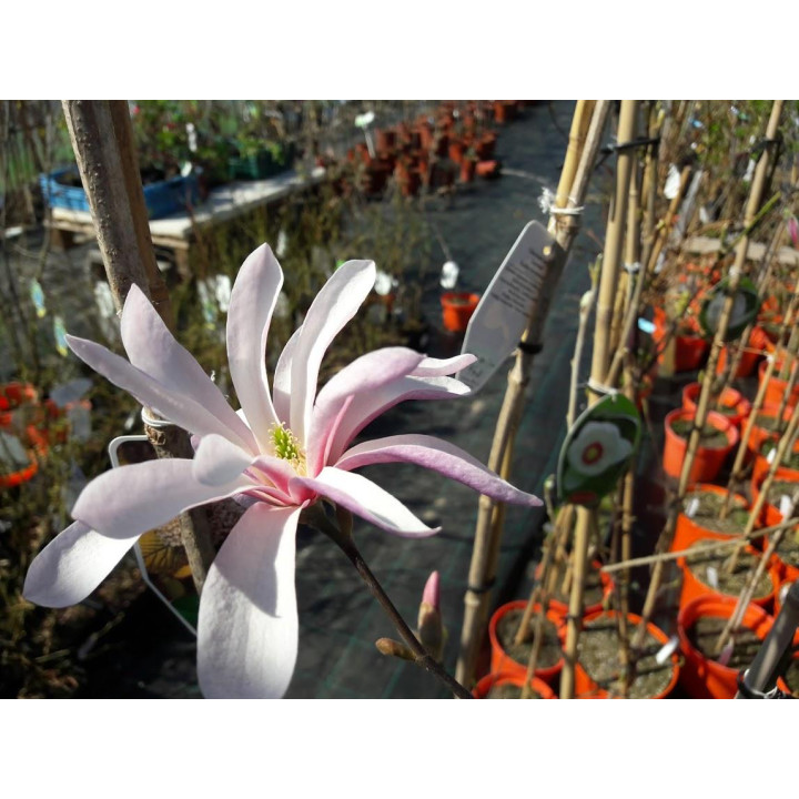 Magnolia Loebnera  szczepiona 'Leonard Messei'