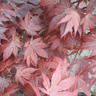 Klon palmowy atropurpureum