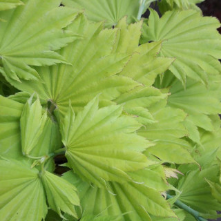 Klon palmowy Shirasawy 'Aureum'