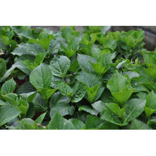 Hortensja ogrodowa  CLARISSA