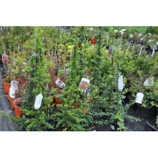 Ognik szkarłatny "Teton"