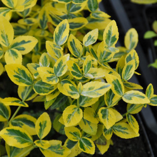 Trzmielina Emerald gold