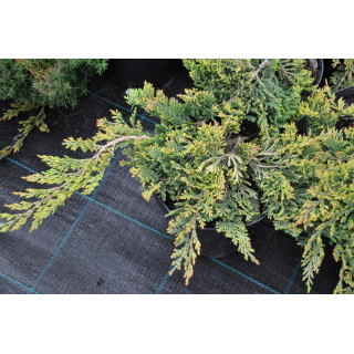 Jałowiec płożący Golden Carpet