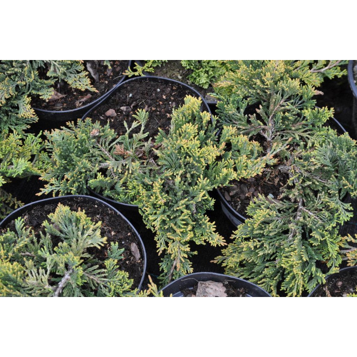 Jałowiec płożący Golden Carpet