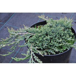 Jałowiec płożący 'Glacier'