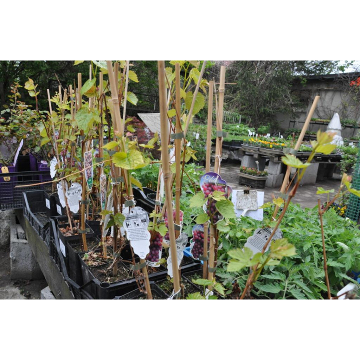 Winogrono SWENSON RED