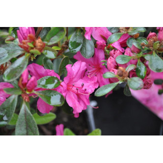 Azalia japońska Gerg Arends