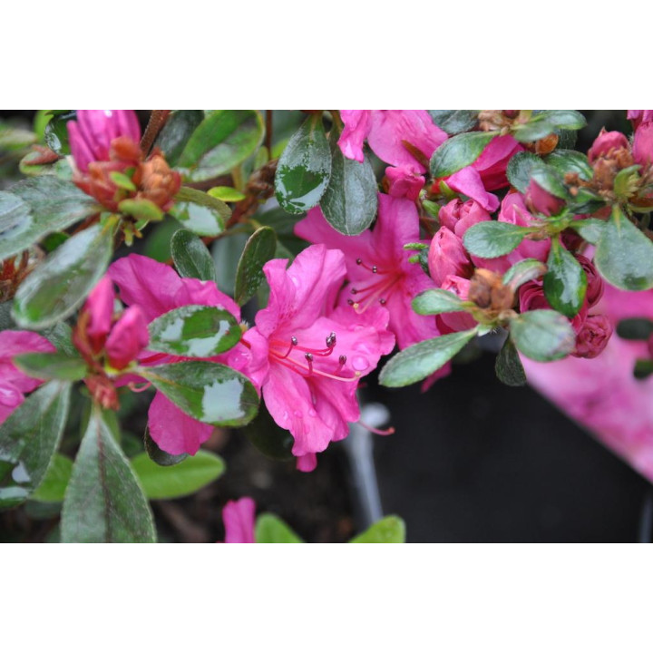 Azalia japońska Gerg Arends