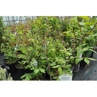 Trzmielinaoskrzydlona