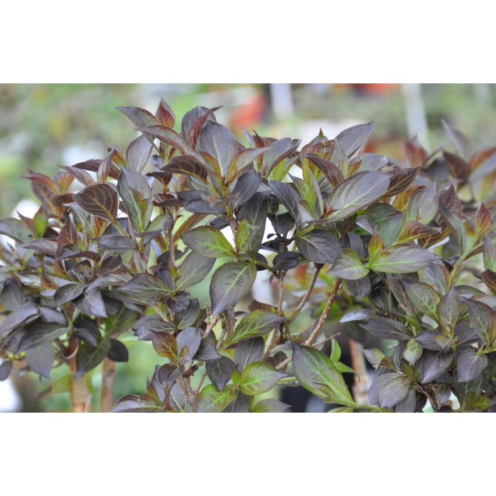 Krzewuszka cudowna Nana Purpurea