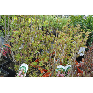 Krzewuszka cudowna Looymansii Aurea