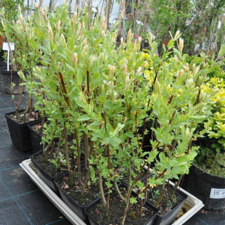 Wierzba całolisna Hakuro-Nishiki (japońska) - krzew