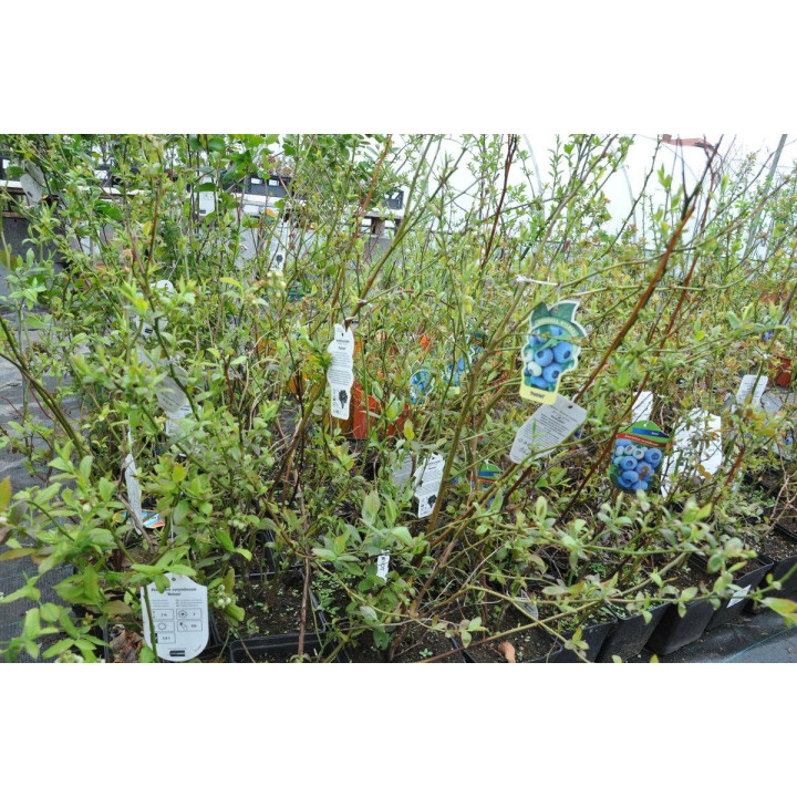 Borówka amerykańska "Duke"