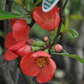 Pigwowiec wspaniały "Pink Lady"