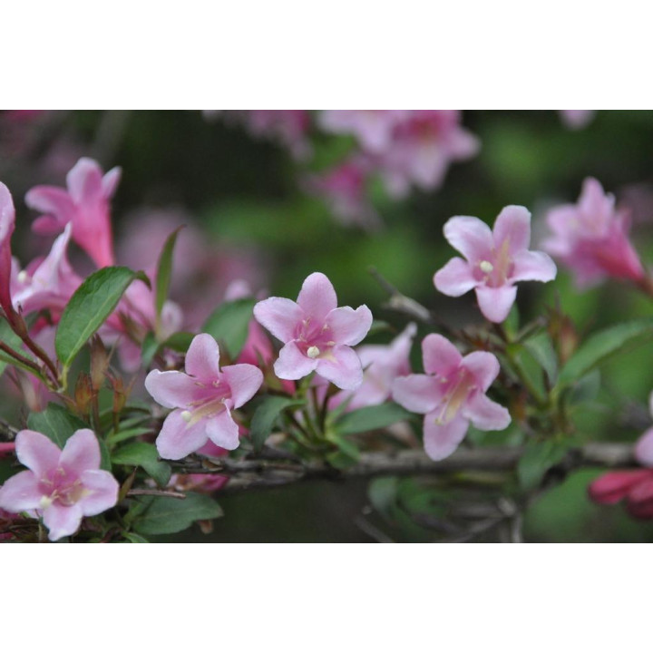 Krzewuszka styriaca na pniu