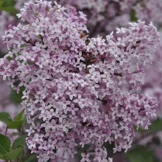 Lilak Mayera Palibin (bez)