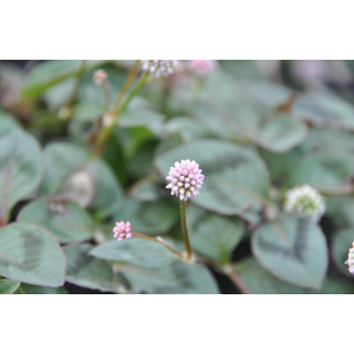 Rdest główkowy (Polygonum capitatum)