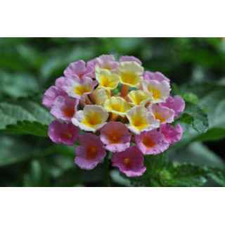 Lantana