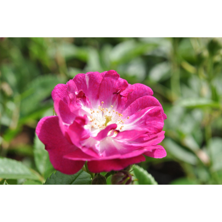 Róża Perennial Blue® ADR 2013