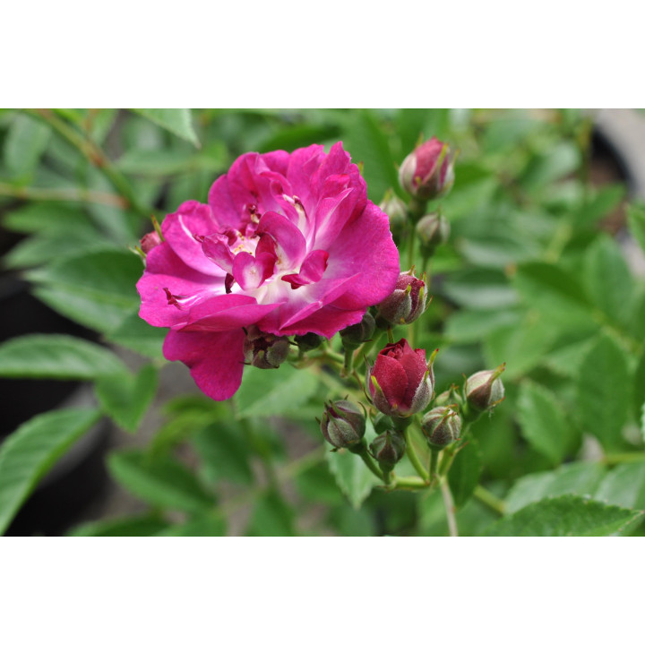 Róża Perennial Blue® ADR 2013