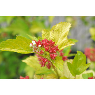 Pęcherznica kalinolistna "Luteus"