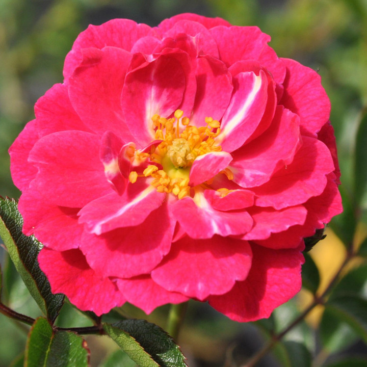 Róża Purple Rain®