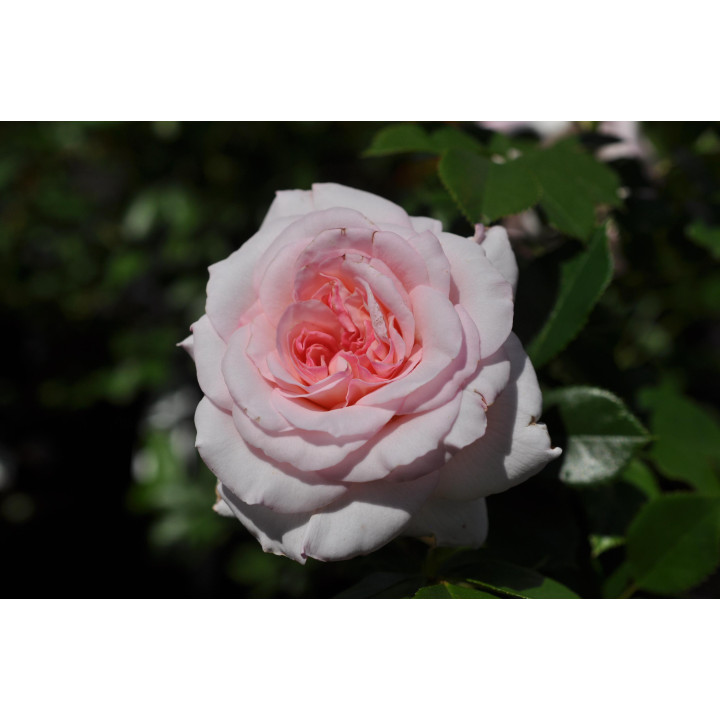 Róża Bremer Stadtmusikanten®