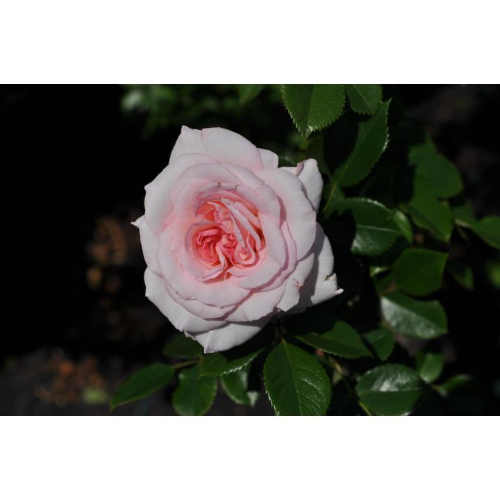 Róża Bremer Stadtmusikanten®