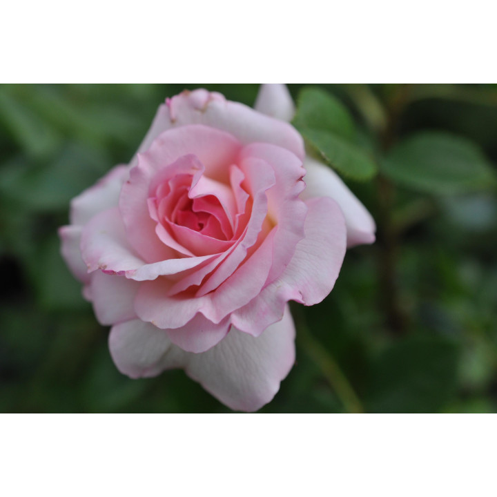 Róża Bremer Stadtmusikanten®