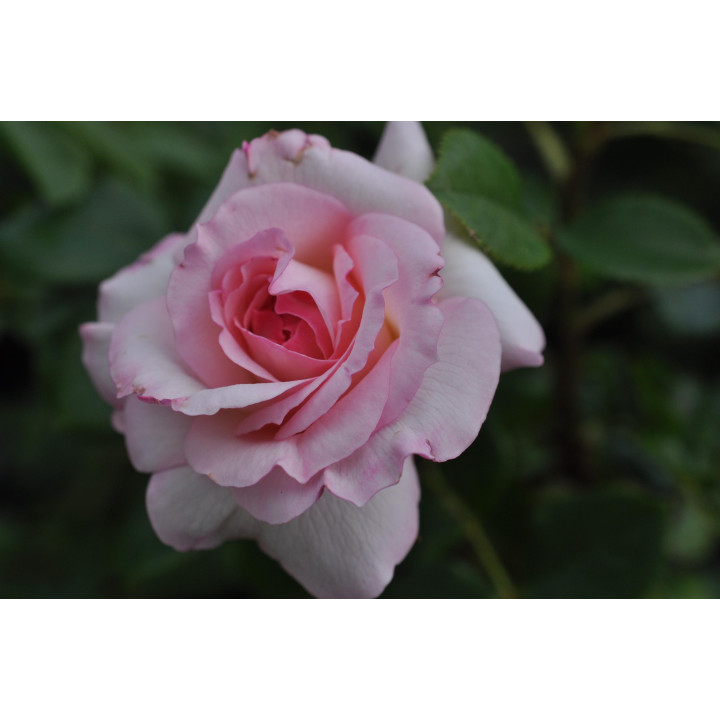 Róża Bremer Stadtmusikanten®