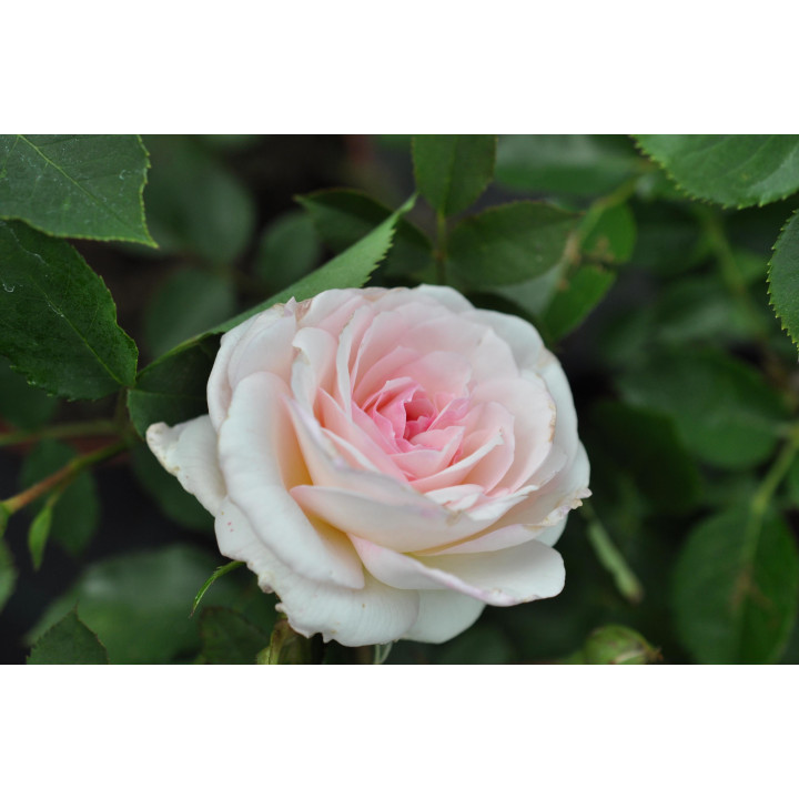 Róża Bremer Stadtmusikanten®